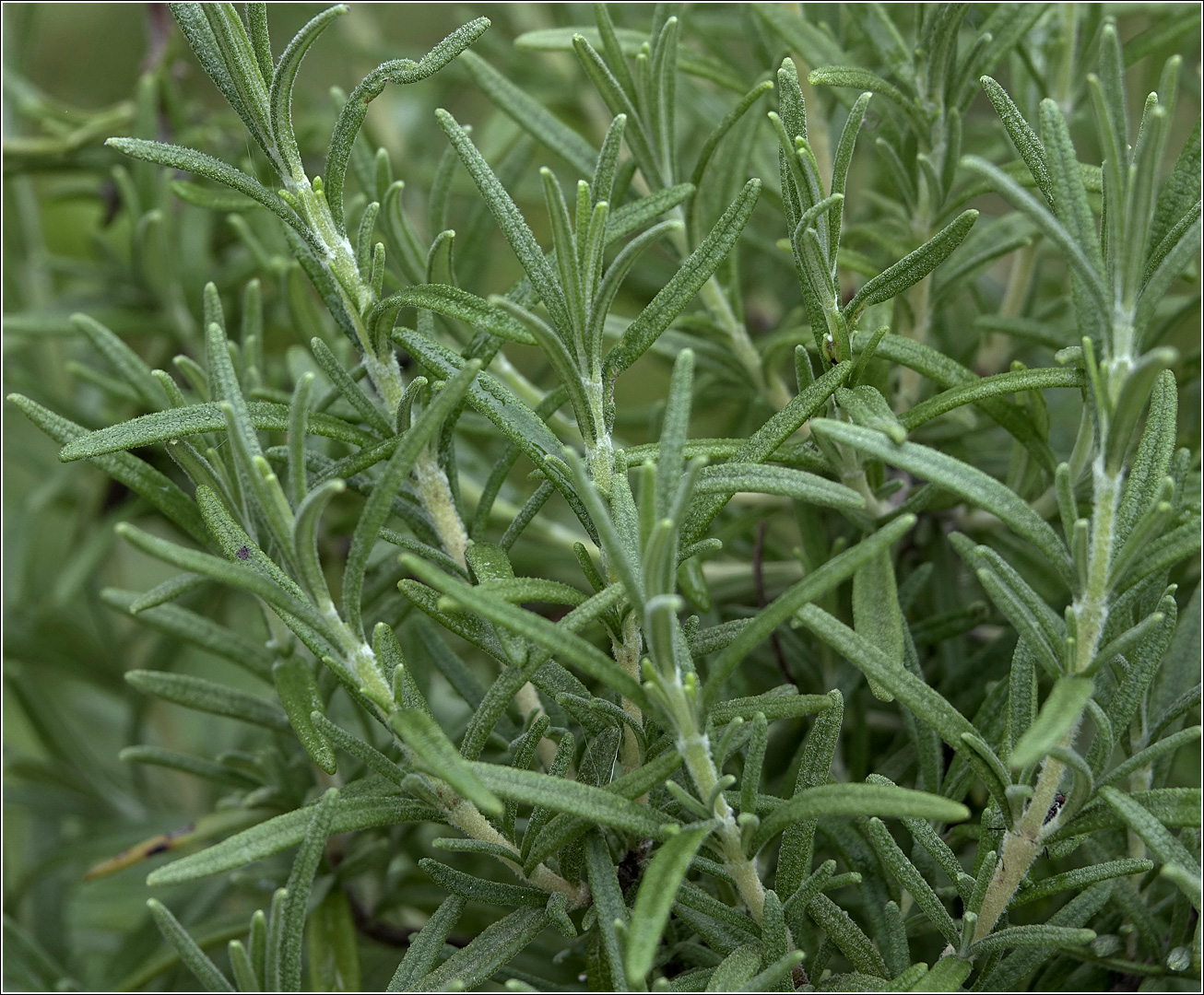 Image of Rosmarinus officinalis specimen.