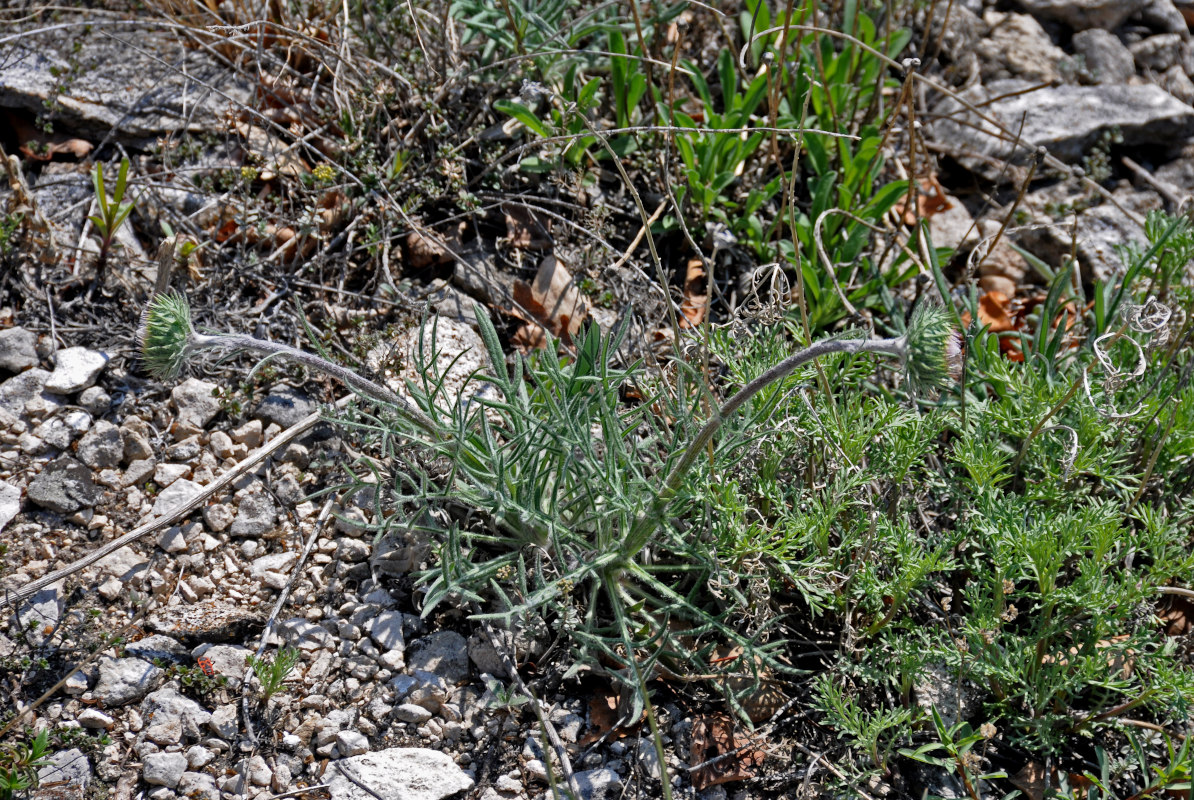 Image of genus Jurinea specimen.