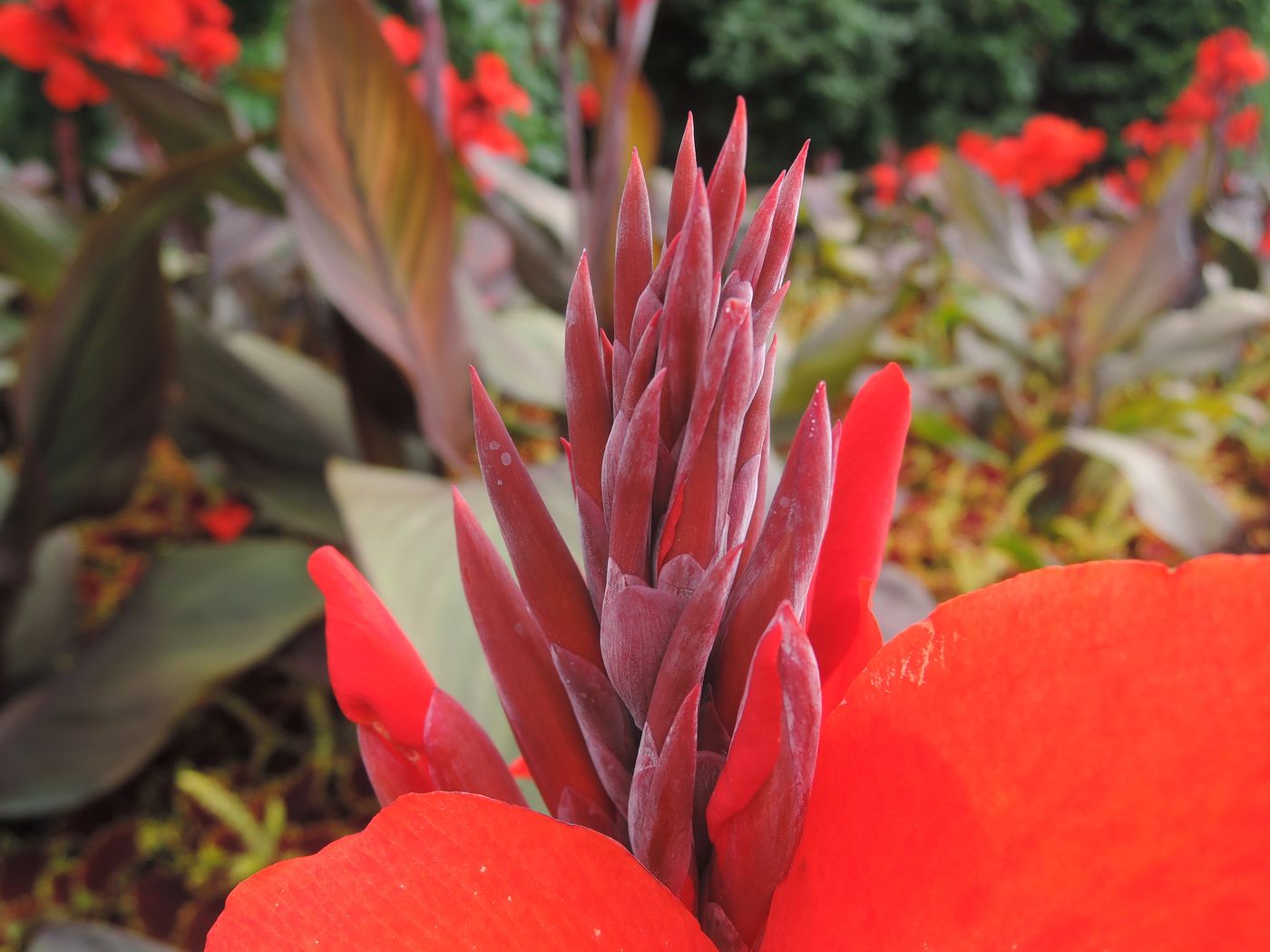 Image of Canna indica specimen.