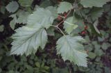 Crataegus submollis