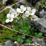 Cardamine bellidifolia. Цветущие растения. Полярный Урал, седловина перевала с оз. Естото в верховья р. Большая Пайпудына. 01.08.2010.