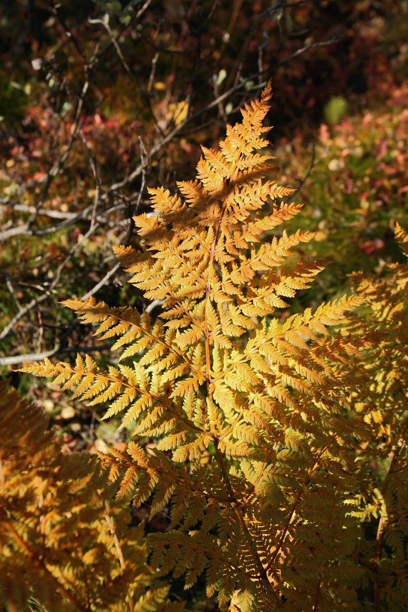 Image of Dryopteris assimilis specimen.