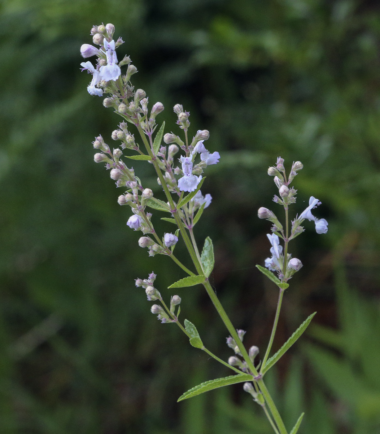Image of Nepeta nuda specimen.
