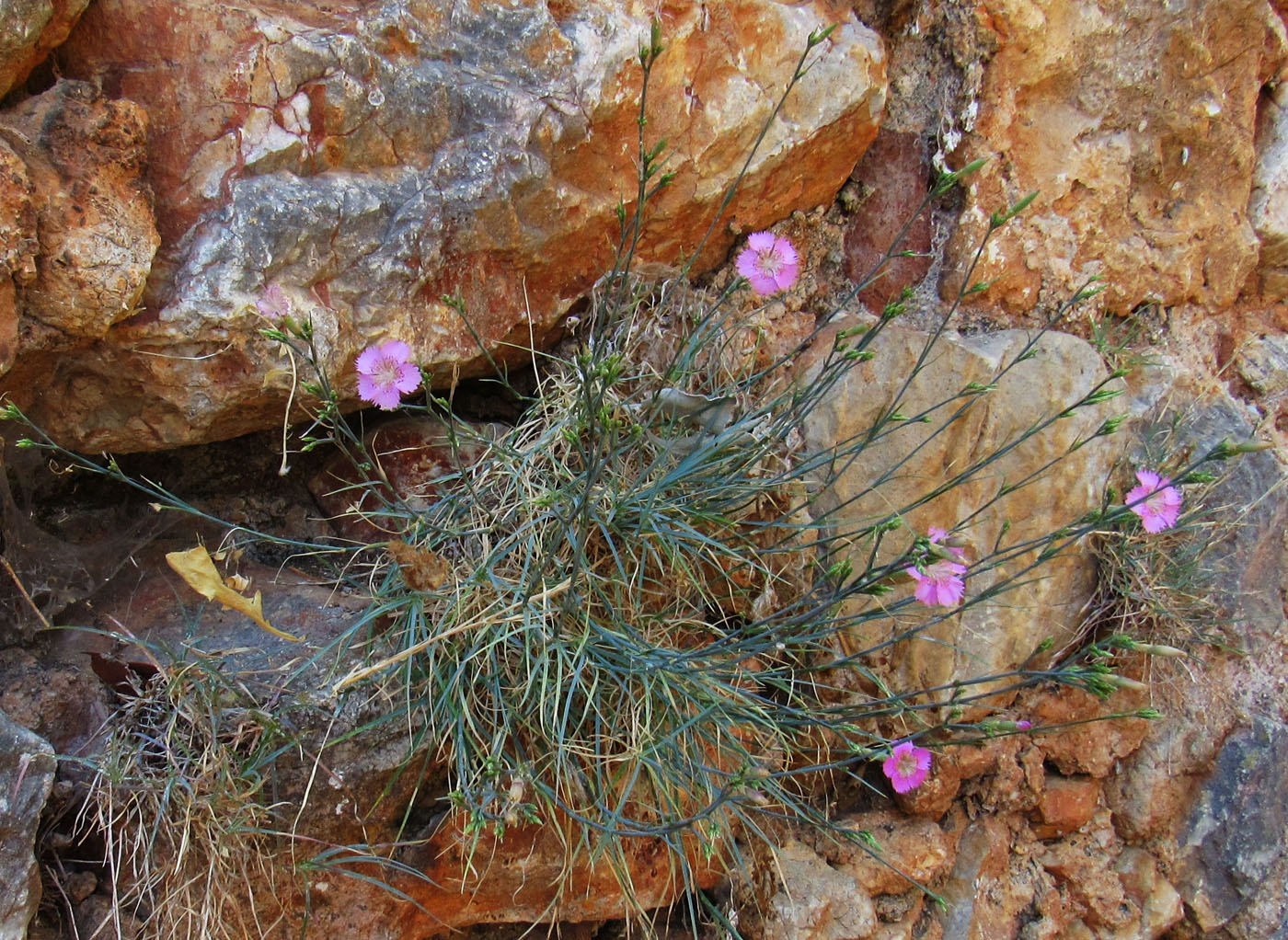 Image of genus Dianthus specimen.