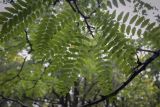 Gleditsia variety laevis