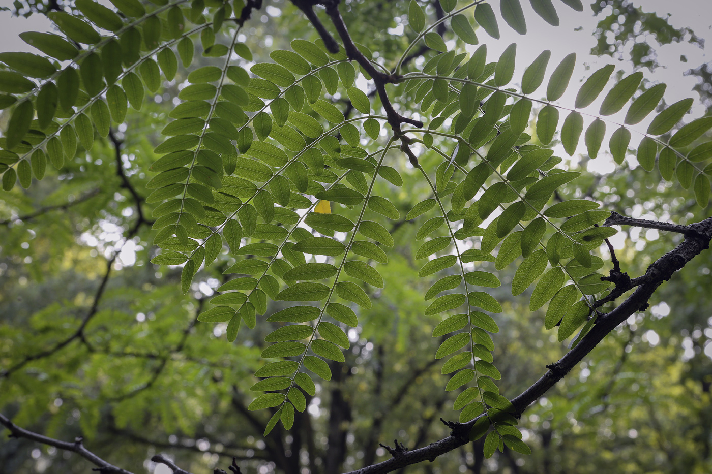 Изображение особи Gleditsia triacanthos var. laevis.