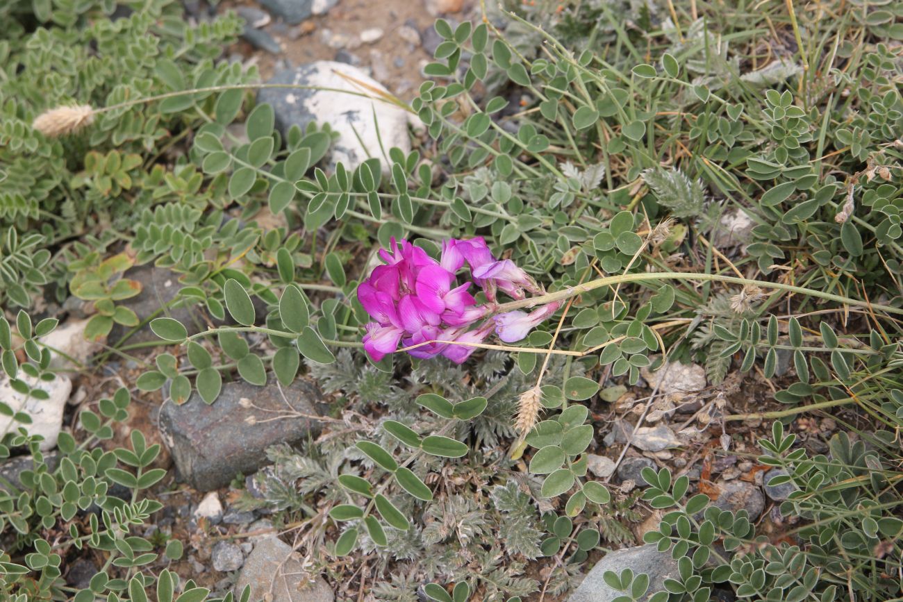 Image of Hedysarum setigerum specimen.