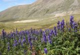 Aconitum glandulosum