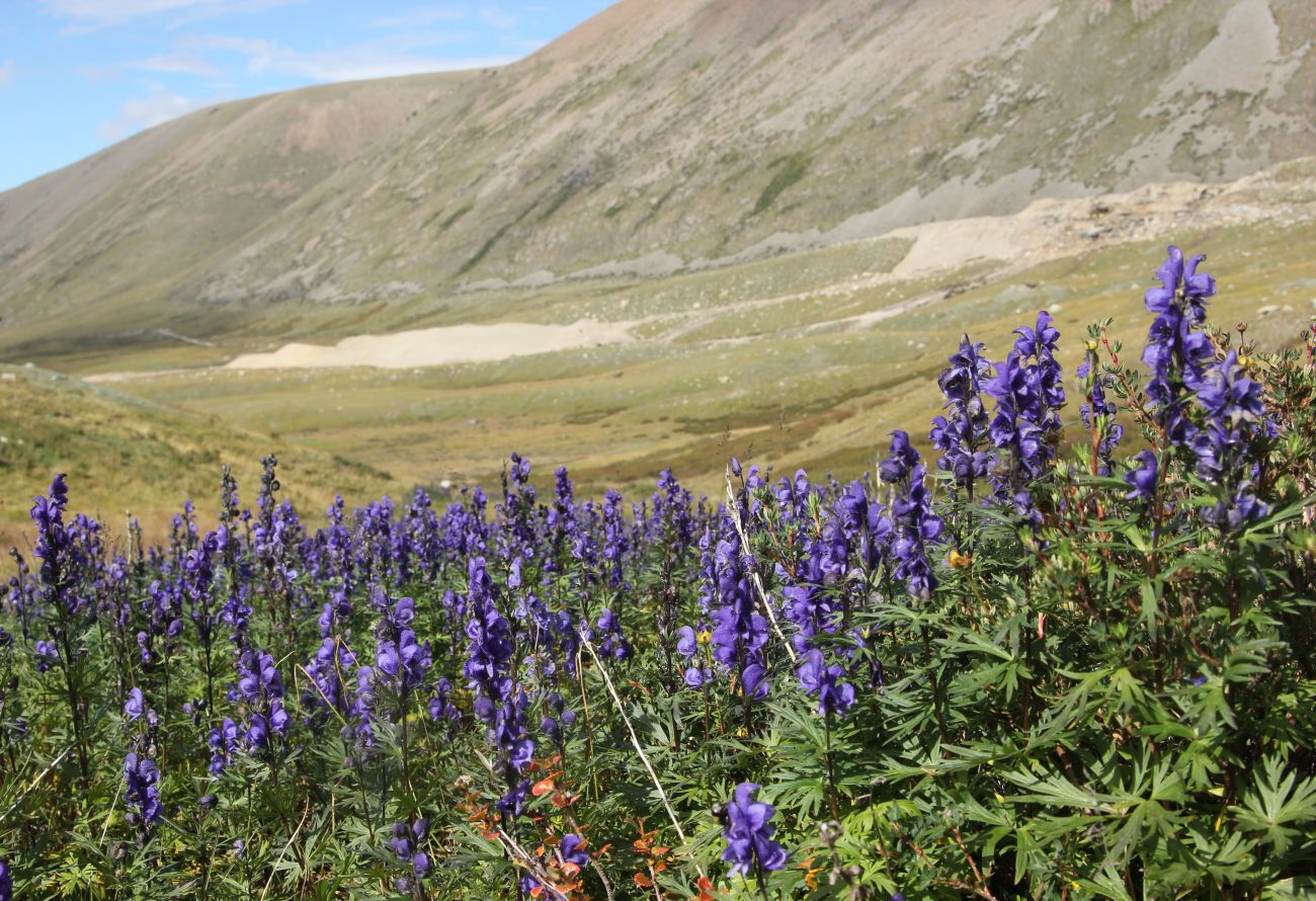 Изображение особи Aconitum glandulosum.