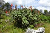 Aloe arborescens