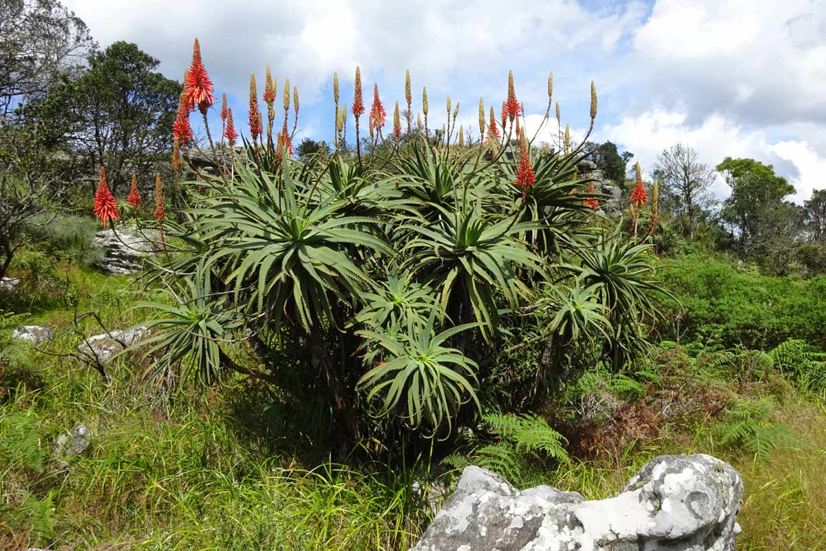 Image of Aloe arborescens specimen.