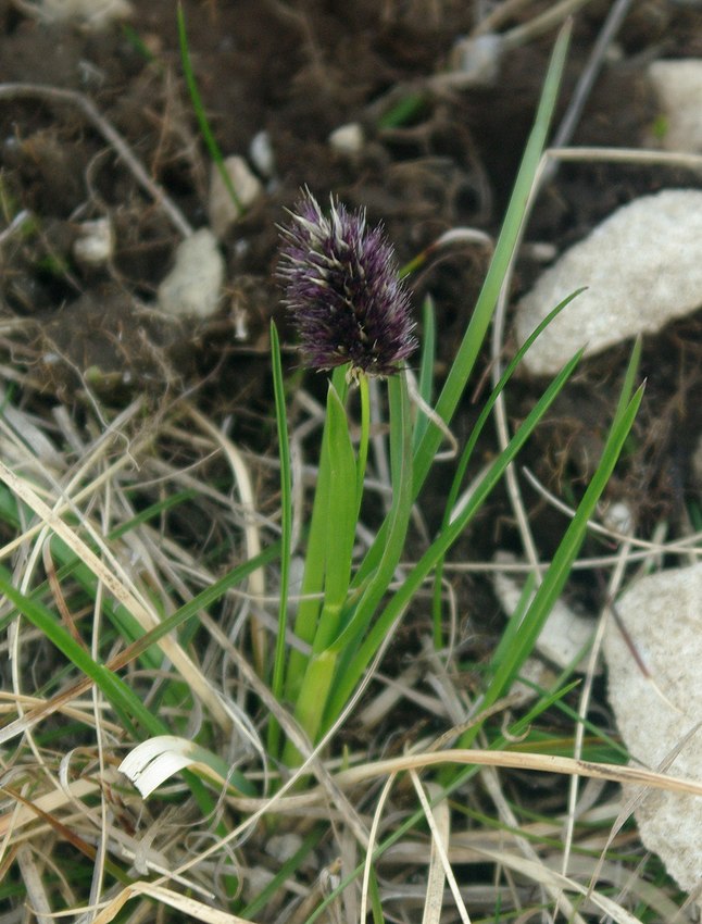 Image of Alopecurus dasyanthus specimen.