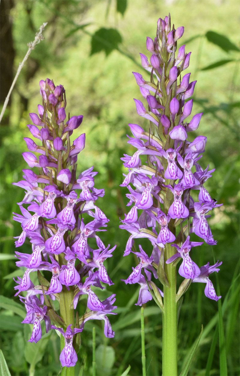 Image of Dactylorhiza umbrosa specimen.