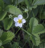 Fragaria viridis