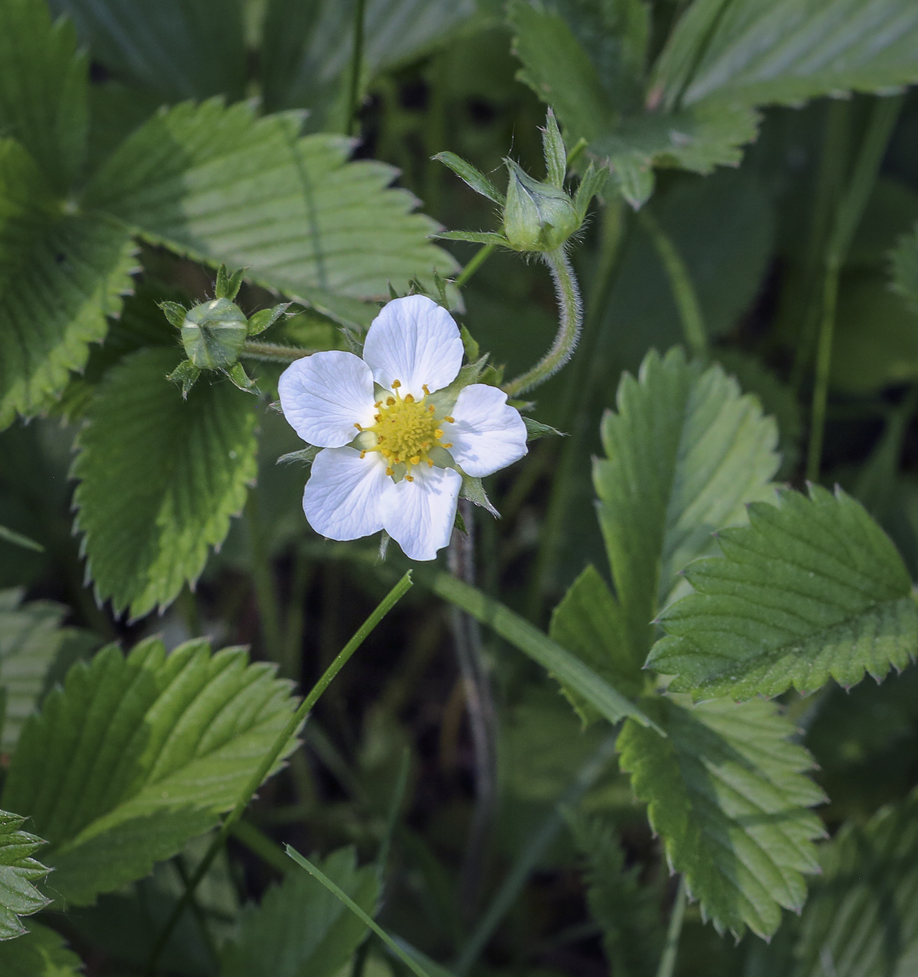 Изображение особи Fragaria viridis.