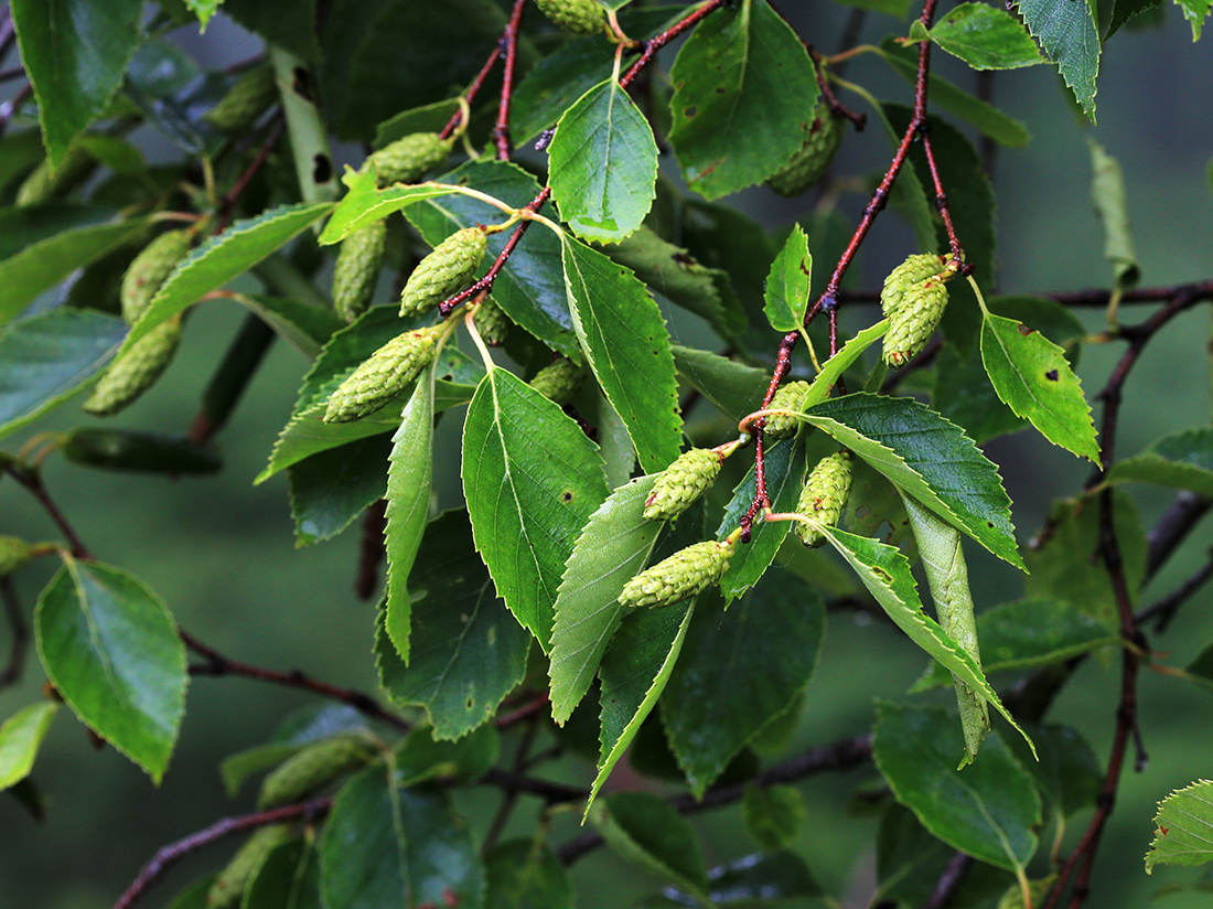 Изображение особи Betula dauurica.