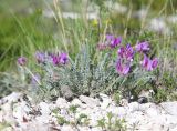 Astragalus onobrychioides. Цветущее растение. Дагестан, Левашинский р-н, окр. с. Цудахар, остепнённая терраса. 29 мая 2022 г.