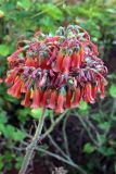 Kalanchoe tubiflora