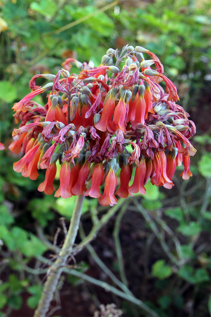 Изображение особи Kalanchoe tubiflora.