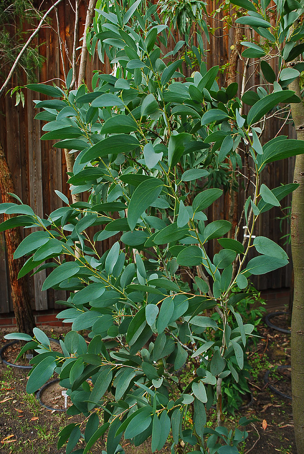 Image of Eucalyptus pauciflora specimen.