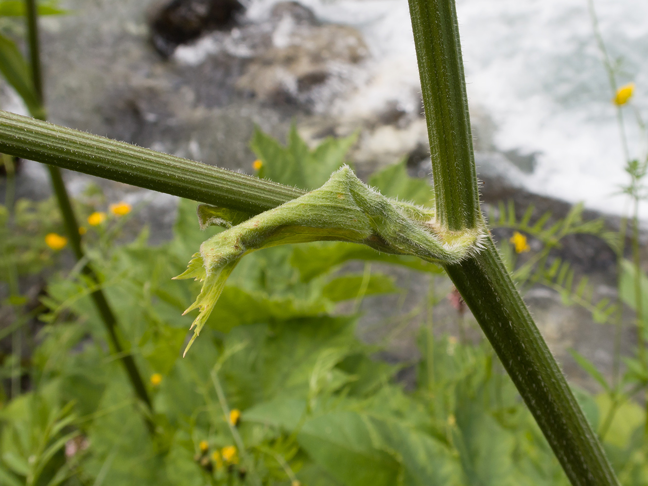 Image of Heracleum ponticum specimen.