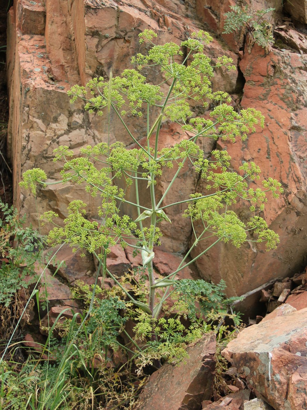 Изображение особи Ferula samarkandica.