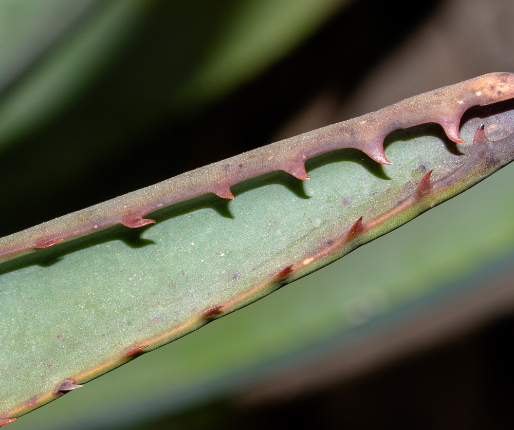 Image of Aloe lutescens specimen.