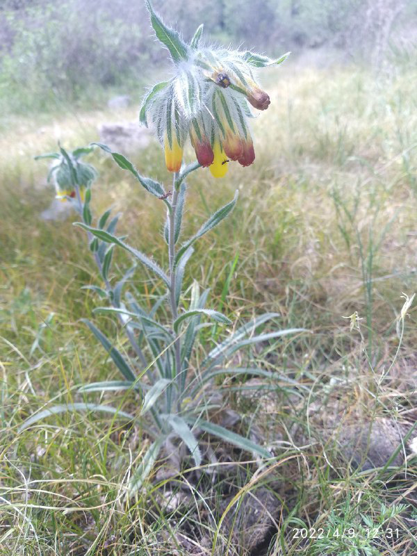 Image of Onosma dichroantha specimen.