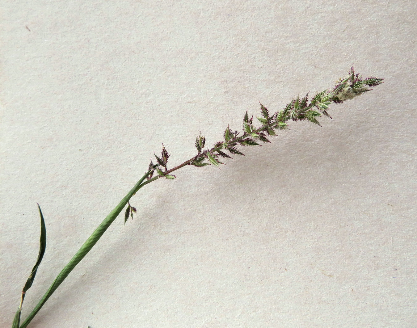 Image of Tragus racemosus specimen.