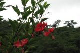 род Hibiscus. Побеги с цветками. Малайзия, штат Саравак, р-н Bahagian Sibu, Long Murum. 20.04.2008.