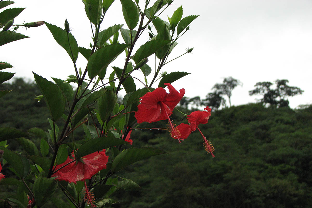 Изображение особи род Hibiscus.