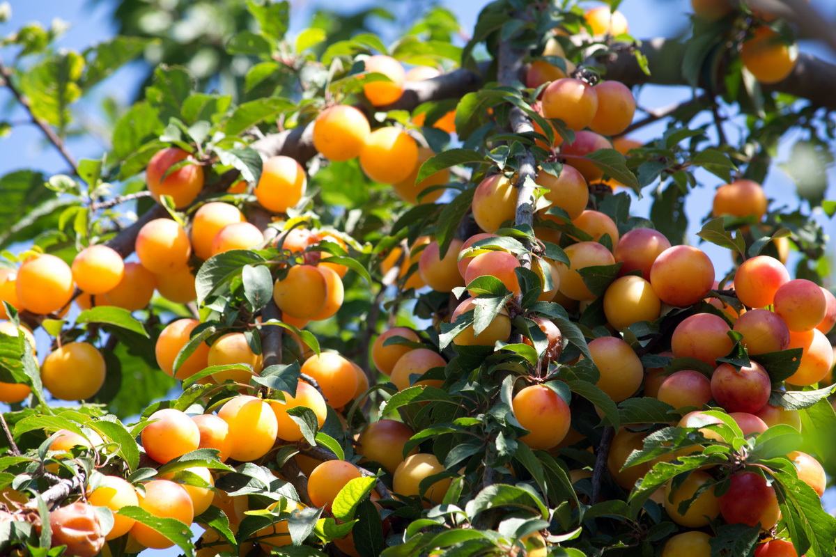 Image of Prunus cerasifera specimen.