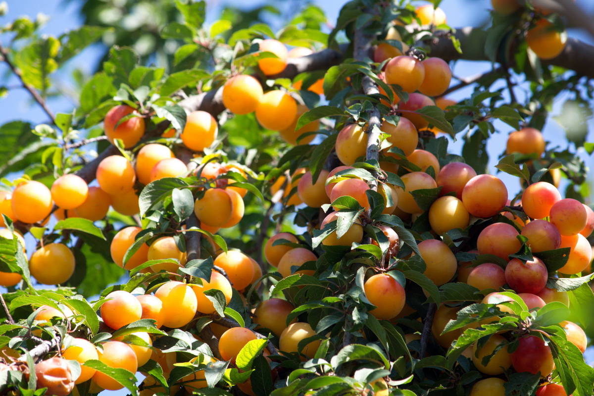 Изображение особи Prunus cerasifera.