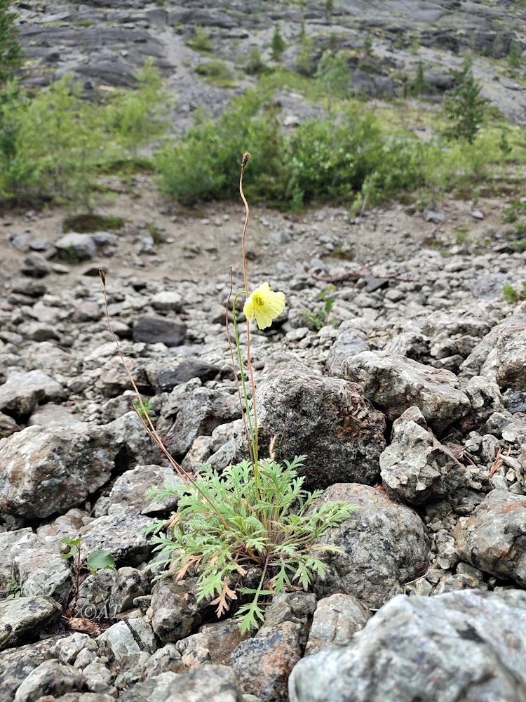 Изображение особи Papaver lapponicum.