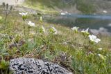 Minuartia circassica