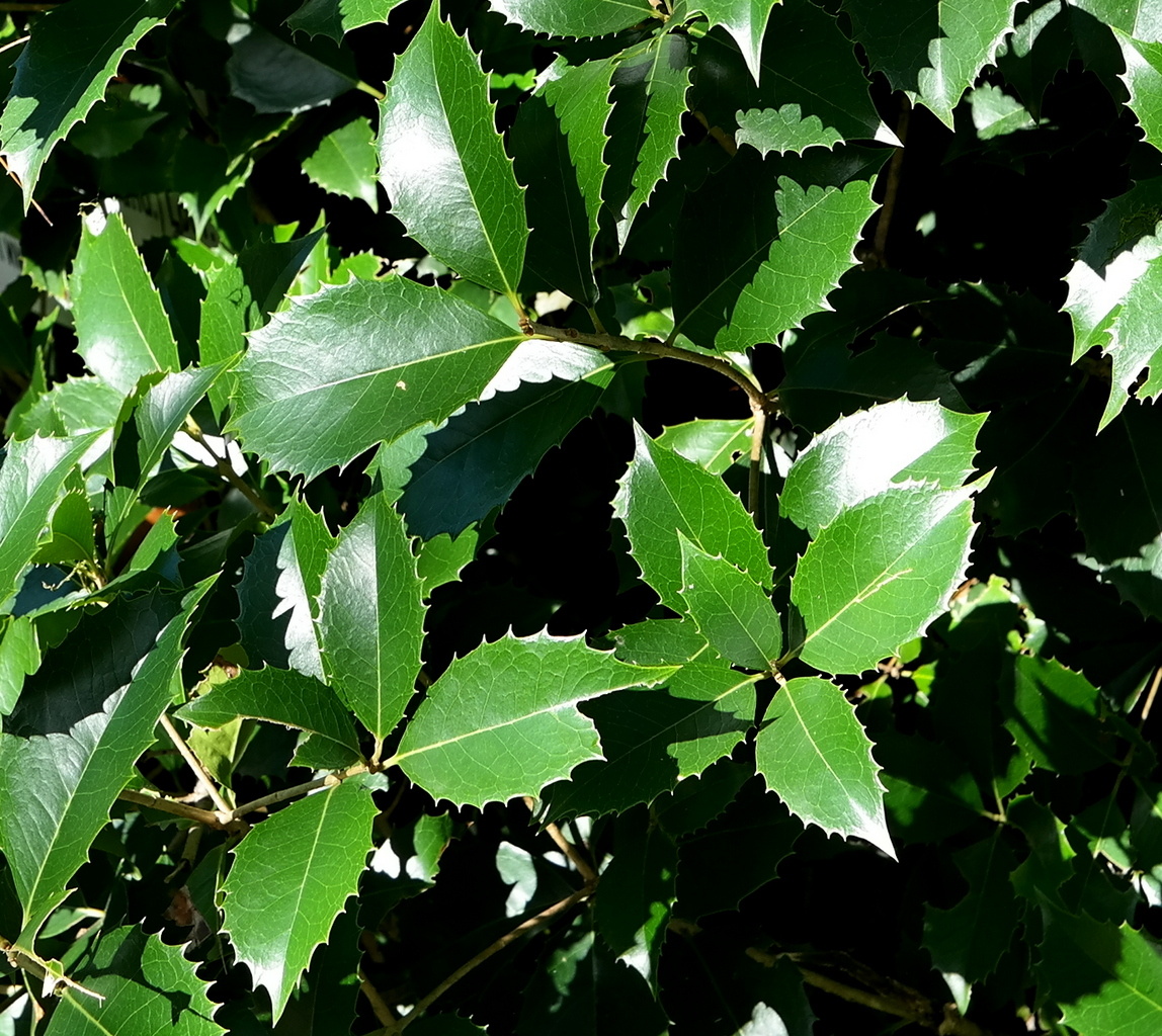 Image of Osmanthus &times; fortunei specimen.