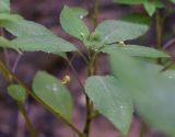 Impatiens noli-tangere