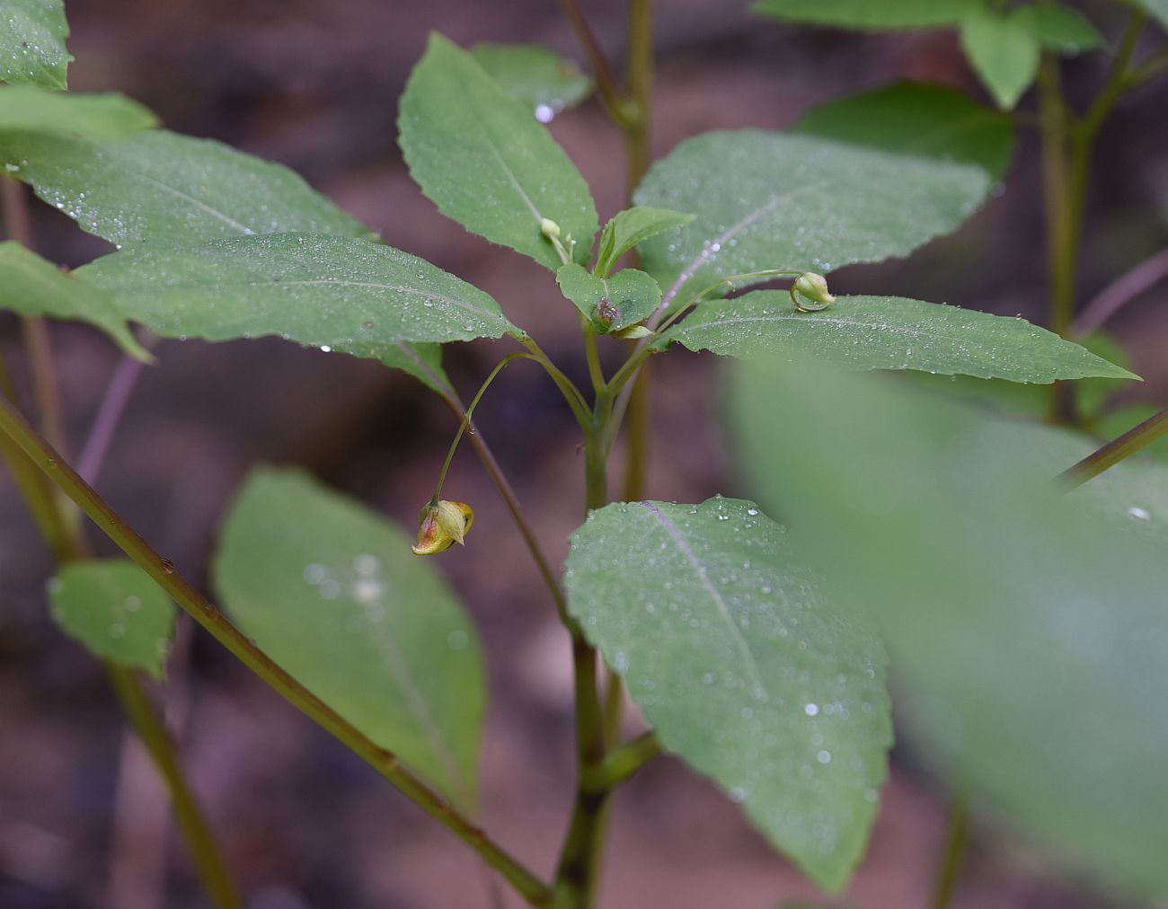 Image of Impatiens noli-tangere specimen.