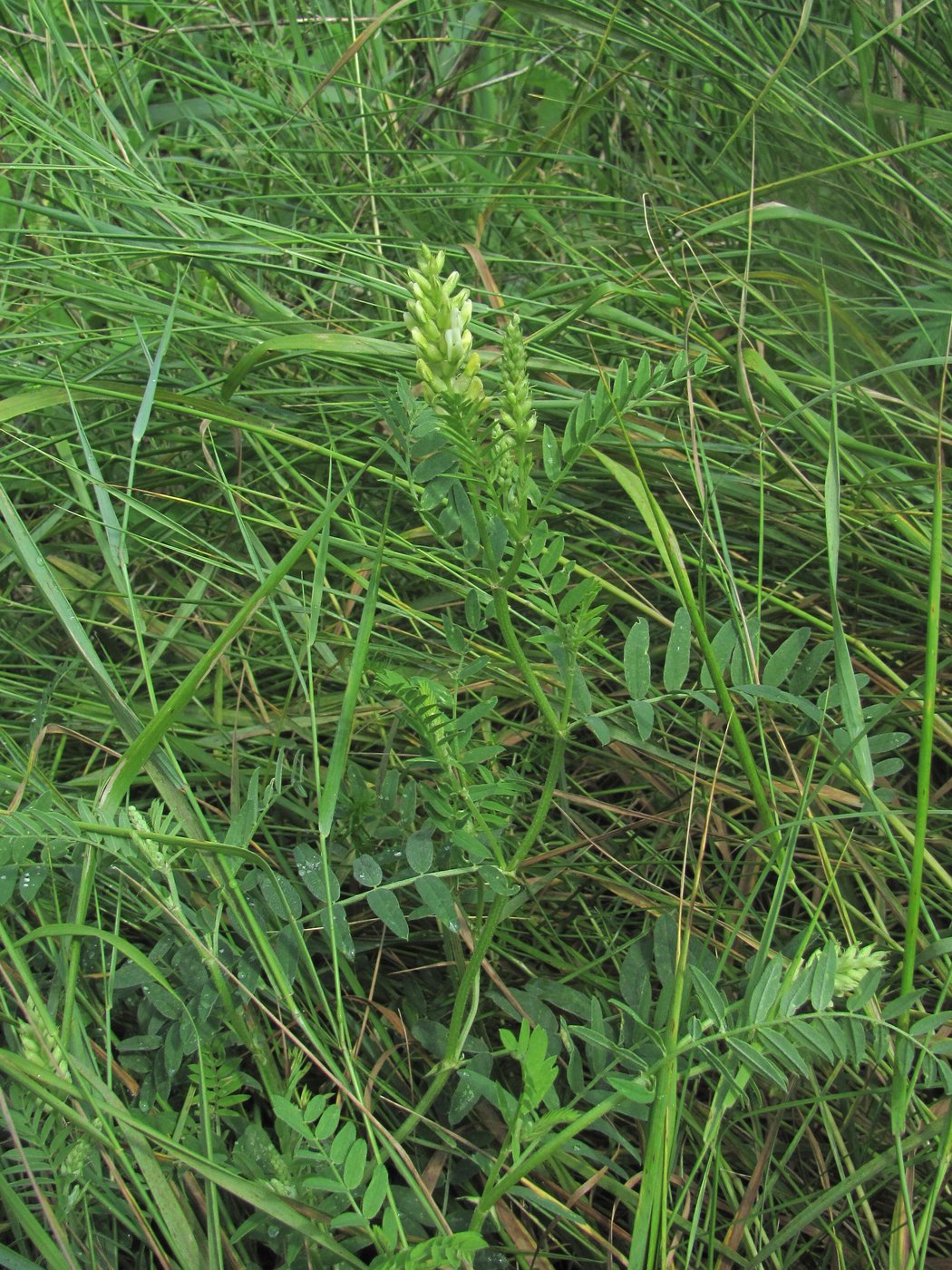 Image of Astragalus cicer specimen.