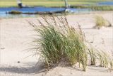 Carex acuta. Плодоносящее растение. Карелия, восточный берег оз. Топозеро, отделяющая небольшое заболоченное озерцо от Топозера песчаная коса. 25.07.2021.
