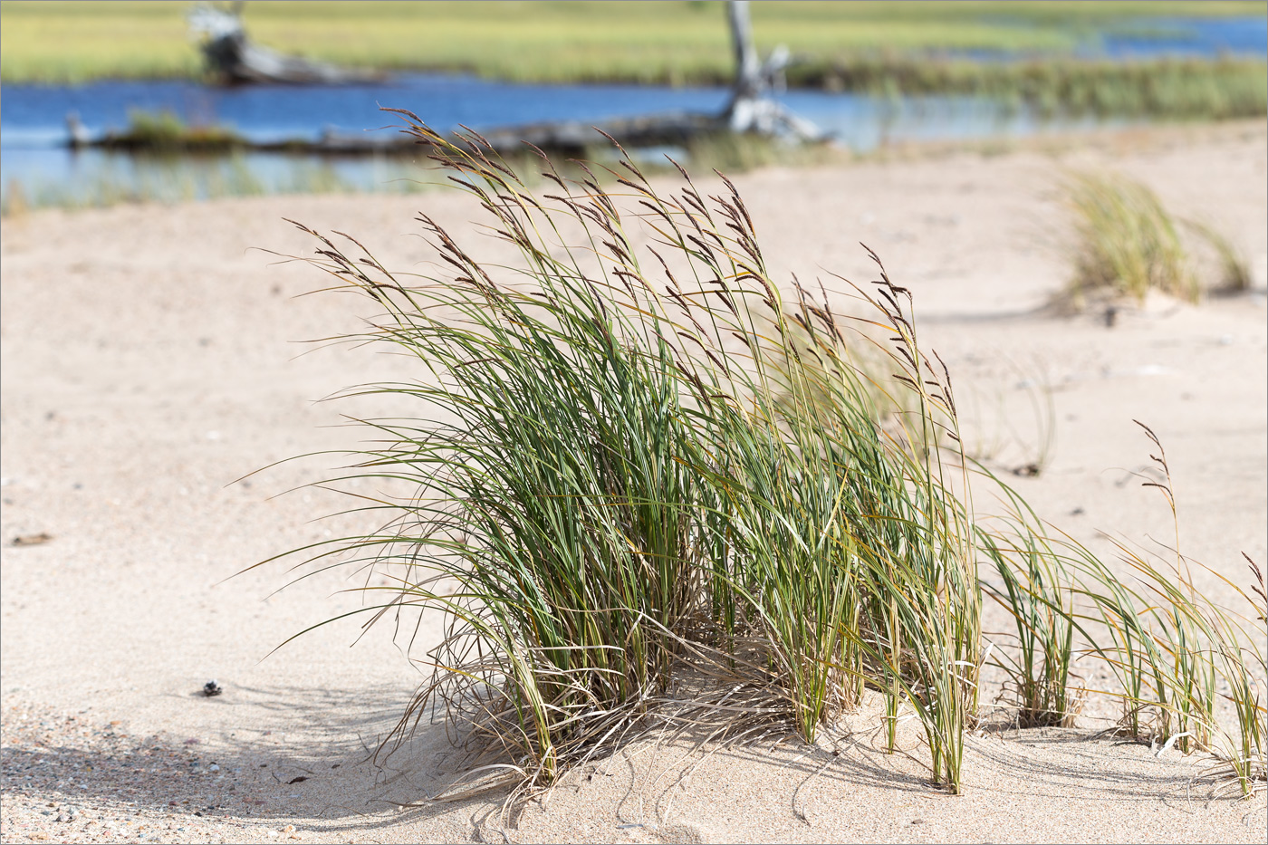 Image of Carex acuta specimen.