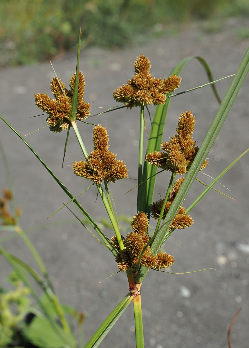 Изображение особи Cyperus glomeratus.