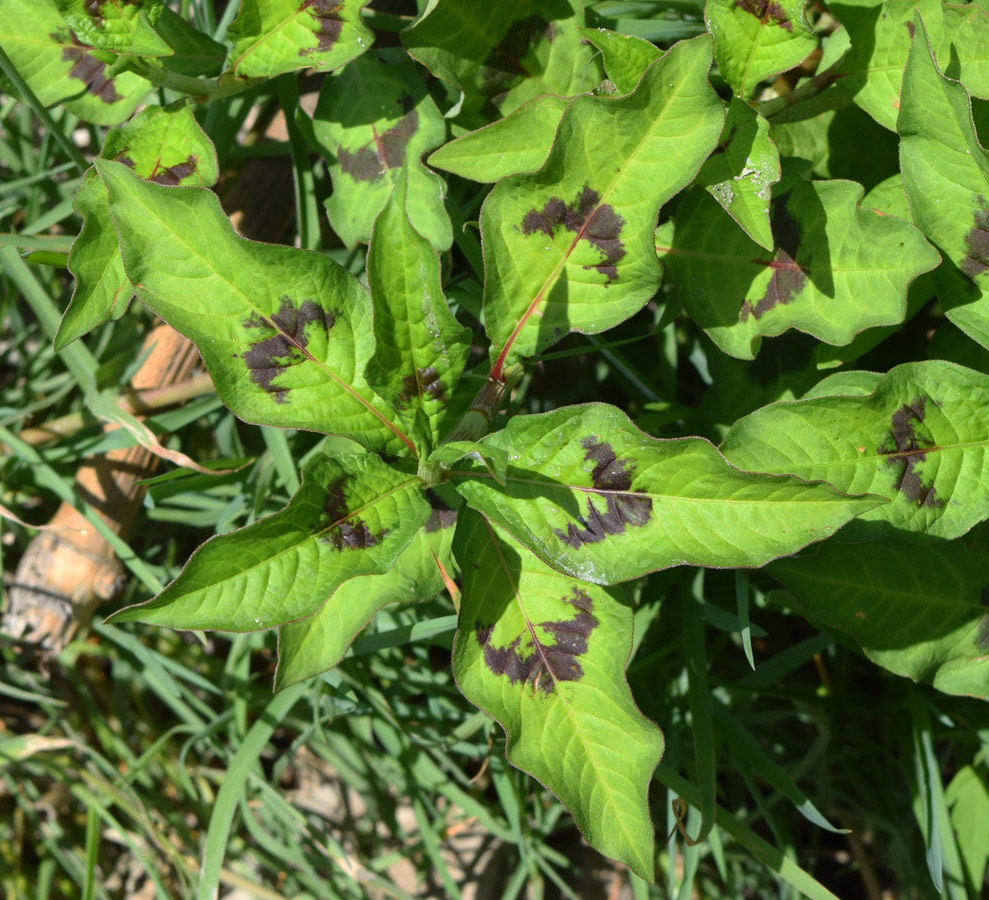 Image of Persicaria maculosa specimen.