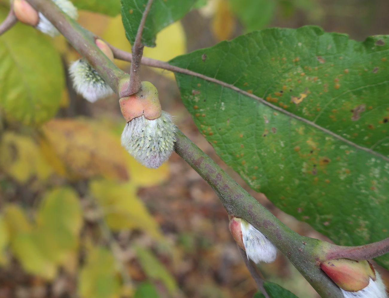 Image of Salix caprea specimen.