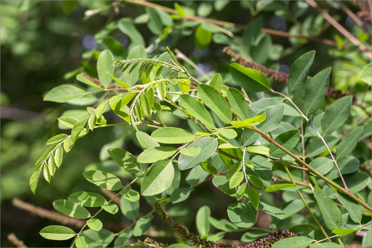 Изображение особи Amorpha fruticosa.