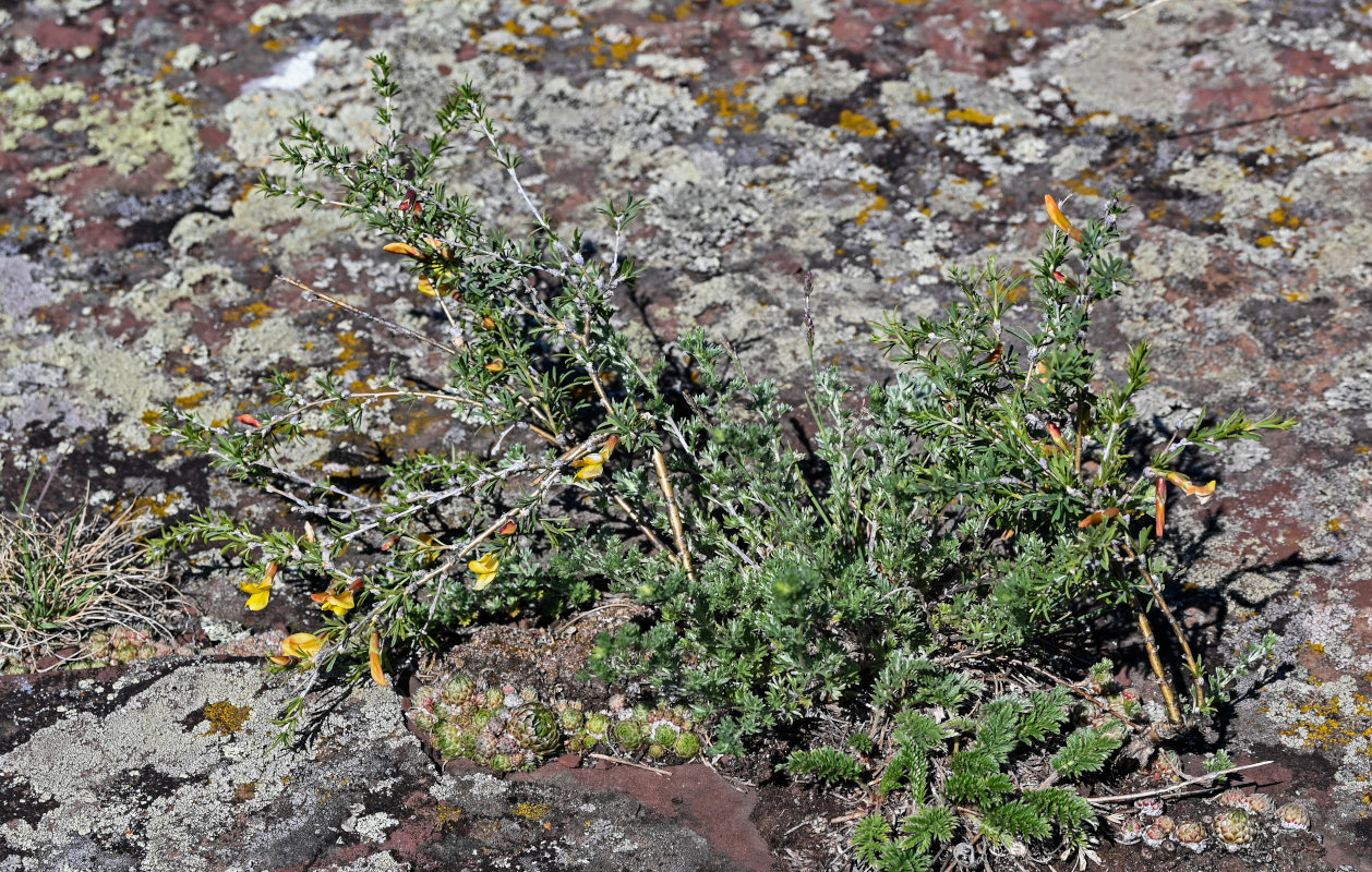 Image of Caragana pygmaea specimen.