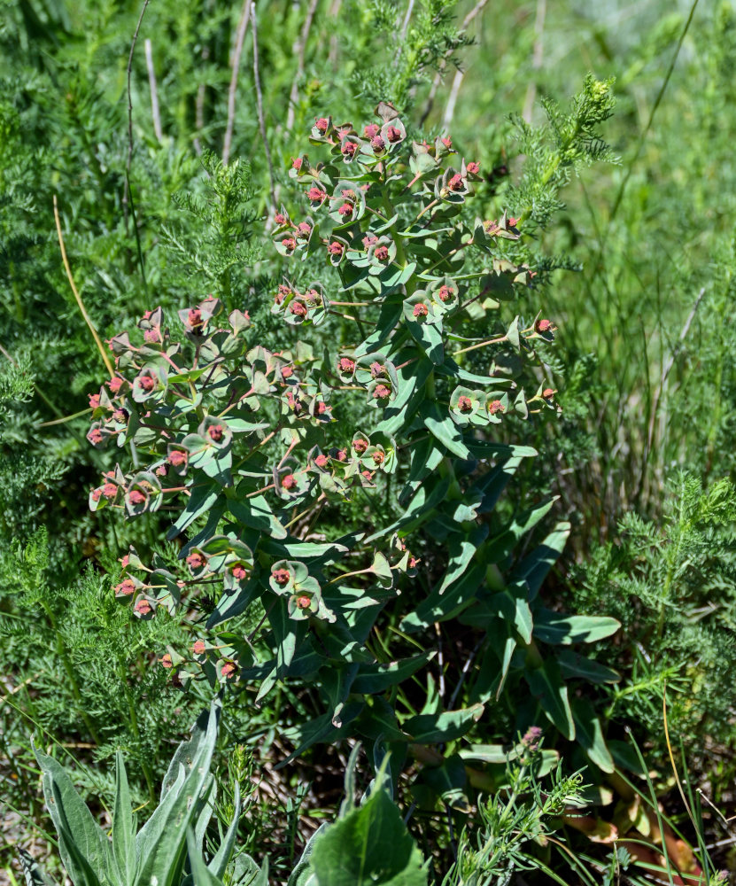 Изображение особи Euphorbia condylocarpa.