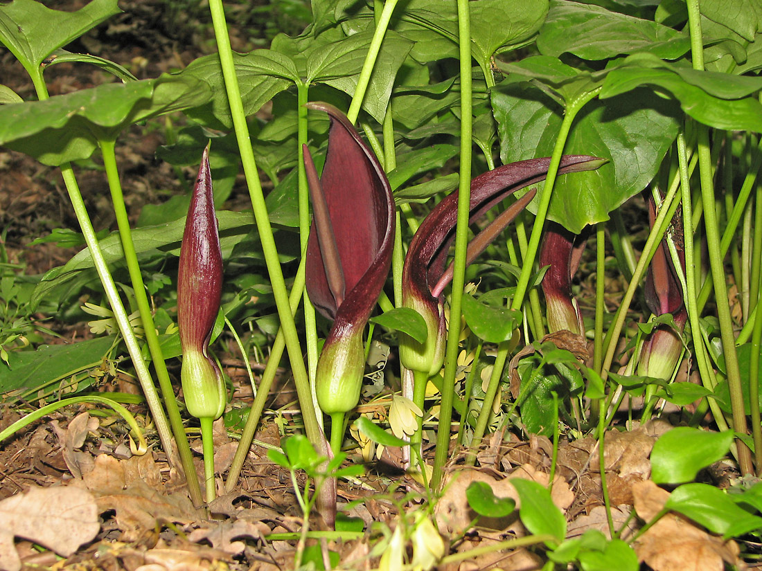 Изображение особи Arum elongatum.