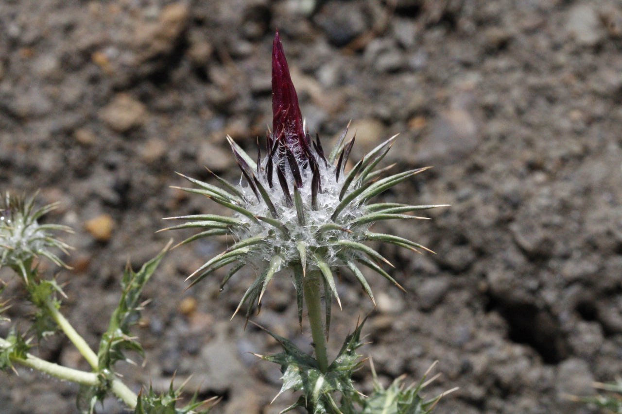 Image of Cousinia rhodantha specimen.