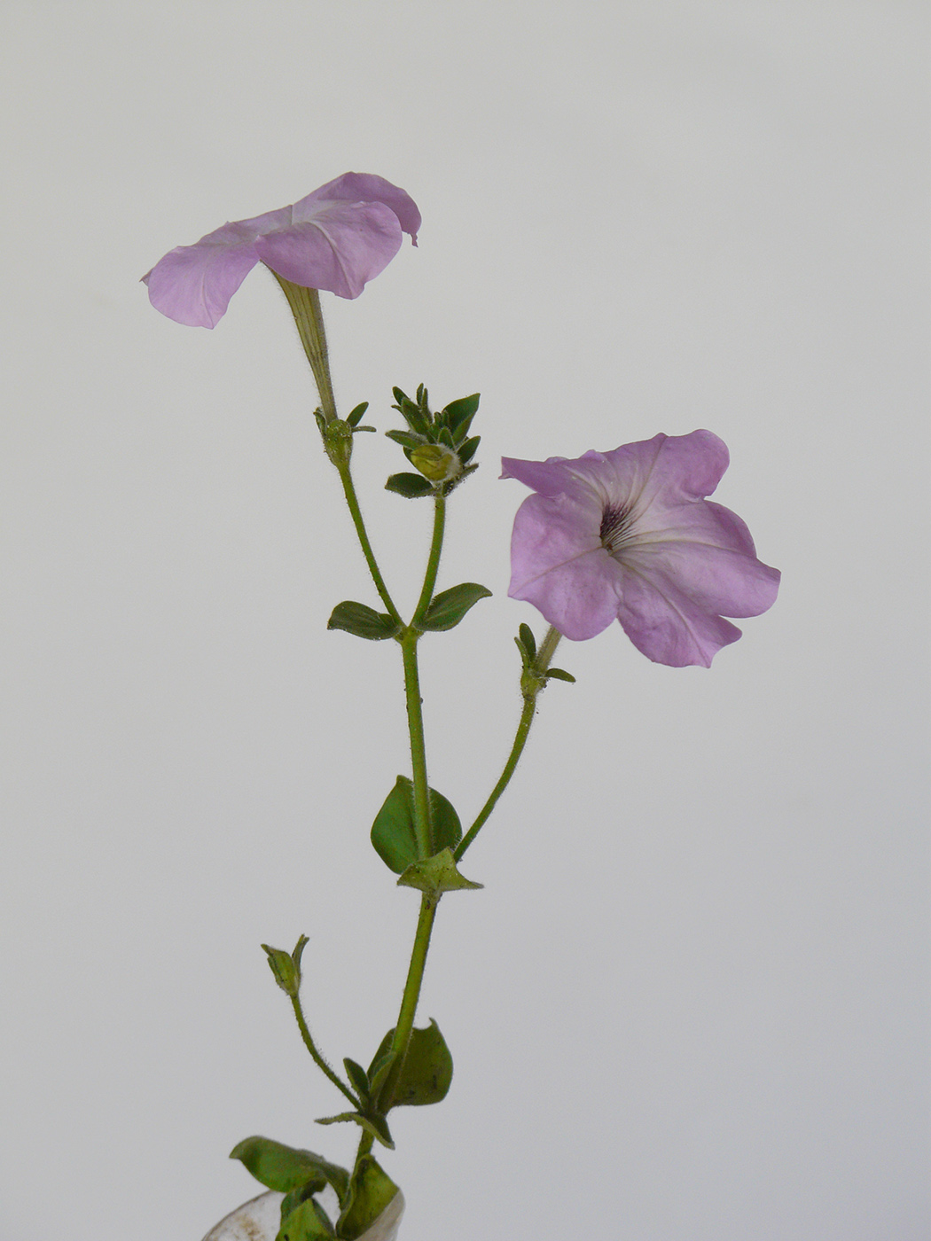 Image of Petunia &times; atkinsiana specimen.
